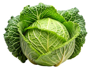 head of cabbage