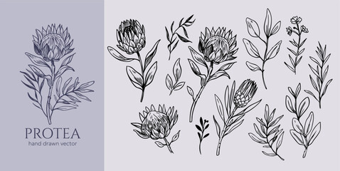 Protea, tropical flowers set, hand drawn illustrations sketch, monochrome