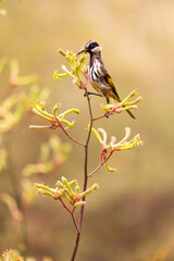 Honeyeater feeding on a plant Australia