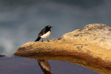 bird on a rock and a reflection