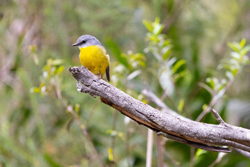 Eastern Yellow Robin