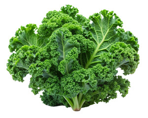 kale isolated with white background