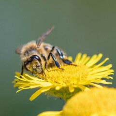 bee on yellow flower
