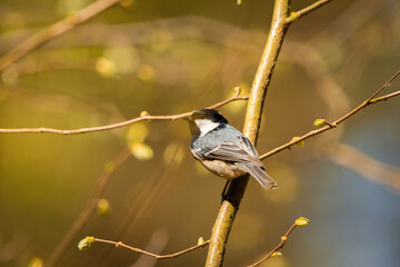 Coal tit sitting on a tree branch