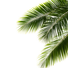 Naklejka premium Palm tree leaves Isolated White Background