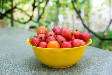 Bowl of ripe tomatoes on the table, harvest time