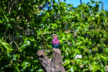 Beautiful lilac-breasted roller bird sitting on a tree