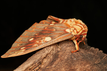 macro shot of giant violet moth on branch