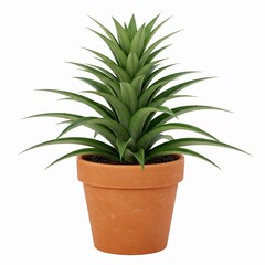 Obraz premium Potted Pineapple Plant or Ornamental Bromeliad Isolated