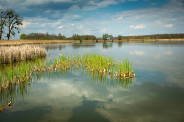 View of a calm lake with growing reeds and clouds in the sky, Stankow, Poland