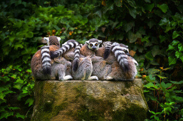 Fototapeta premium A group of ring-tailed lemurs sits closely huddled on a sawn-off tree stump surrounded by dense greenery.