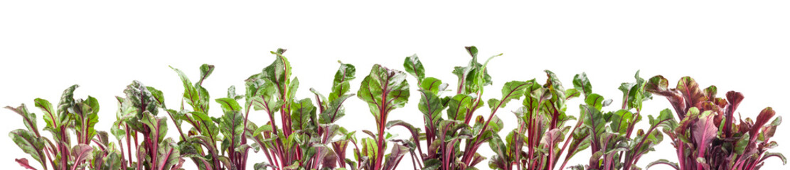Fresh young red beetroot leaves isolated on white background