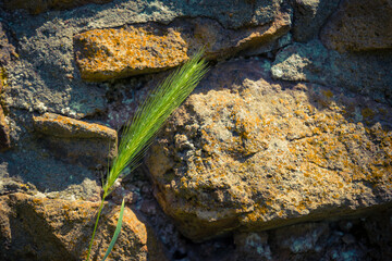 Bright green grass growing resiliently on a textured stone wall during sunlight in a vibrant outdoor setting