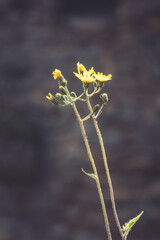 Bright yellow wildflowers swaying gently under sunlight in a serene natural backdrop, capturing the essence of springtime beauty and resilience