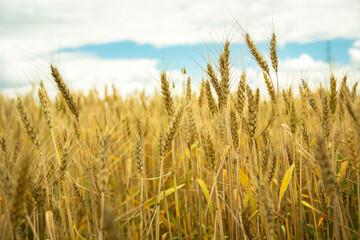 View of golden ears of grain in the field and clouds in the sky