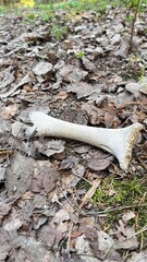 Uncovering a fossilized bone on the forest floor during a sunny afternoon hike in a serene woodland area