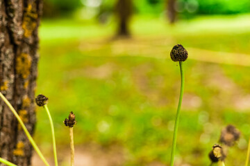 Nature's delicate beauty unfolds in intricate details of a budding plant amidst lush greenery