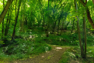 Lush green forest pathway inviting adventurers to explore nature's serene beauty in the midday sun