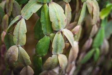Close-up view of unique succulent plant leaves in a greenhouse setting under natural light
