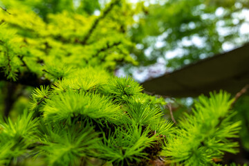 Lush green conifer branches create a serene atmosphere in the tranquil forest during a misty morning