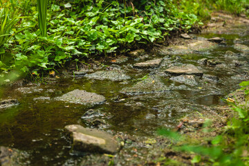 Tranquil stream winding through lush greenery at a serene forest location during a bright and sunny afternoon