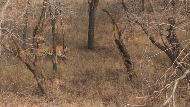 wild female young sub adult bengal tiger or panthera tigris slowly and quietly folowing her prey from behind learning surving skills in forest in safari at ranthambore national park rajasthan india