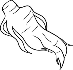 Obraz premium Ginseng Root Herbal Plant Line Illustration