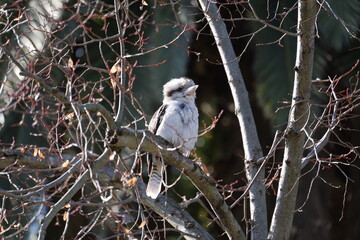 Laughing Kookaburra