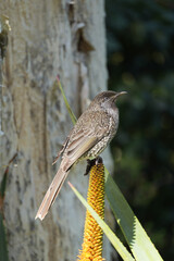 little wattlebird