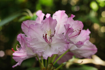 beautiful pink Rhododendron flower in the garden 