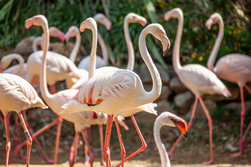 Greater flamingo