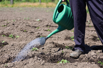 Concept farm, agrocomplex. A female farmer waters young shoots of agricultural crops by hand on her...