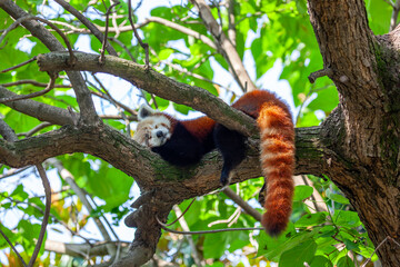 Red panda