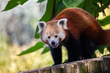Red panda