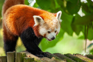 Red panda