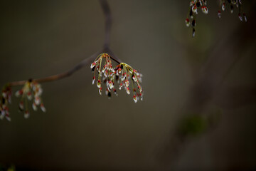 Ulmus laevis. Flowering of a fluttering elm. European white, fluttering, spreading or stately elm. Small leaves and flowers on a tree in spring. Branches and flowers stately elm