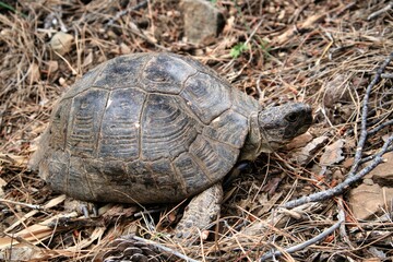 Land turtle in forest near Sarigerme Turkey