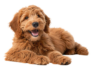 Adorable Red Goldendoodle Puppy Dog Lying Down Happy Expression Fluffy Fur