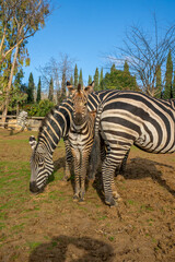 Grant's zebra