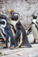 African penguin