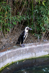 African penguin