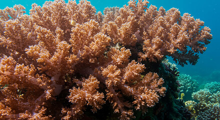 Vibrant Underwater Scene Stunning Coral Reef Brown Coral Polyps Ocean Life