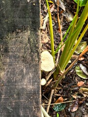 White Mushroom Growing on Tree Trunk in Forest