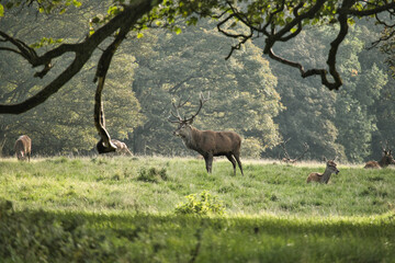 deer under a branch