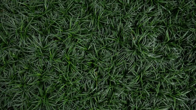 Mondo Grass Fountainplant, Ophiopogon japonicas for garden.
