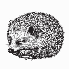 Cute hedgehog sleeping image vector isolated on white background.