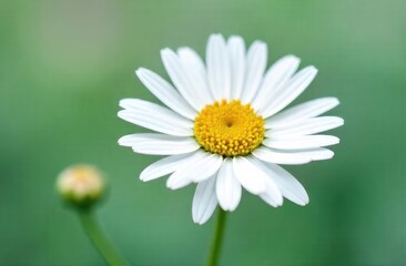 Fototapeta premium White daisy chamomile icon pattern for background. 