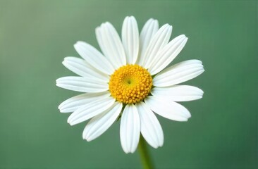 White daisy chamomile icon pattern for background. 
