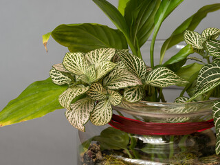 Fittonia albivenis, ornamental plant with green leaves with white veins in a glass jar, close-up...