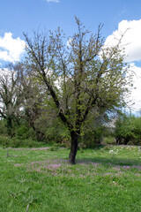 Nature shot from Oreokastro, Pogoni, Epirus, Greece